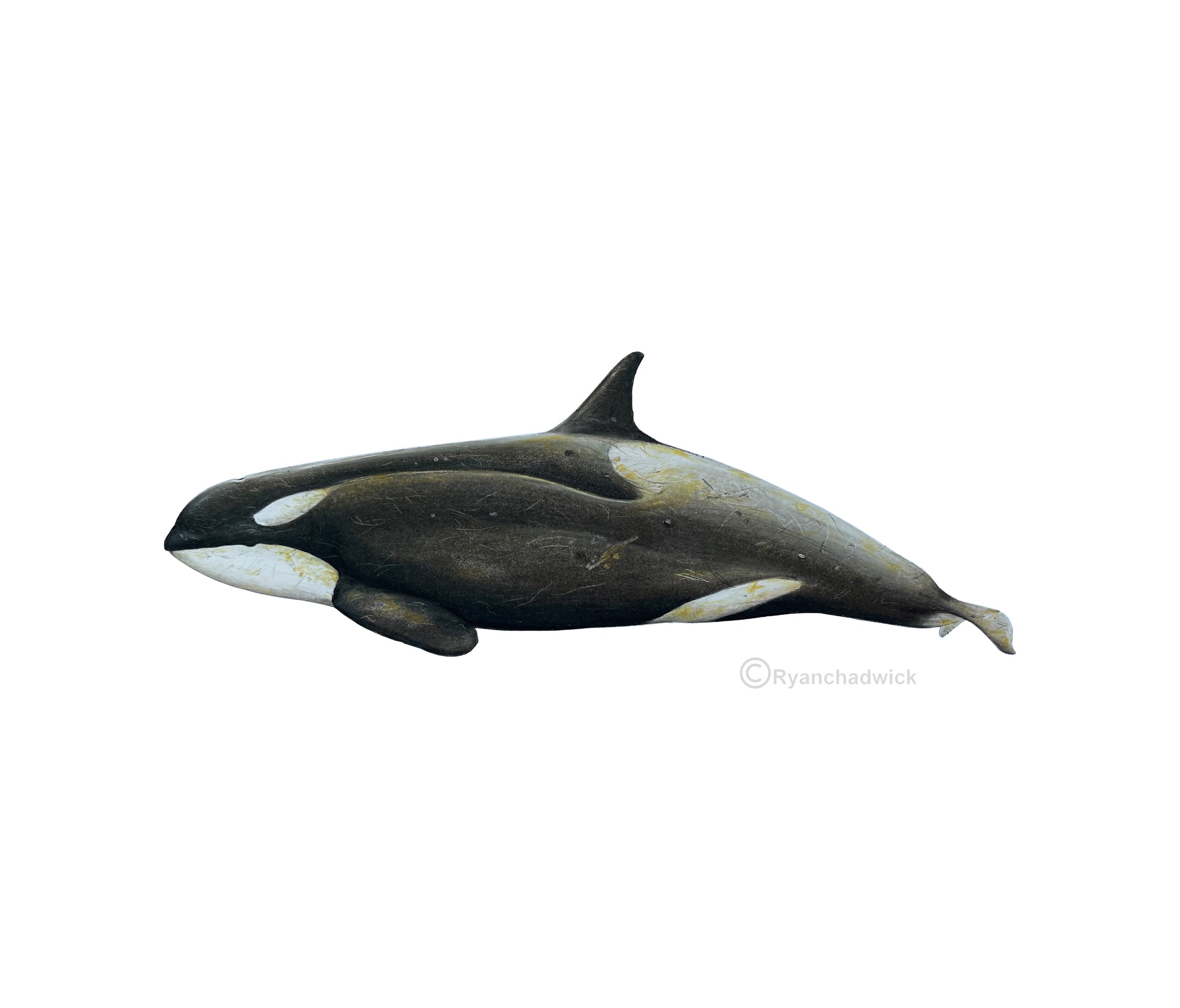 Type C Orca - Female — Ryan Chadwick Artist